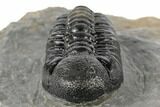 Detailed Austerops Trilobite - Visible Eye Facets #189882-5